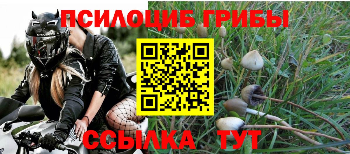 Галлюциногенные грибы Psilocybe Бузулук
